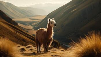 alpaca portret, schattig wollig zoogdier begrazing vredig gegenereerd door ai foto