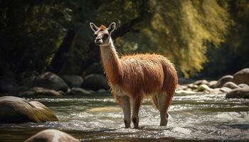 pluizig alpaca begrazing in landelijk weide gegenereerd door ai foto