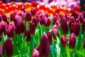 tulpen met veel kleurrijk bloemen in de tuin foto