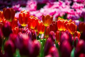 tulpen met veel kleurrijk bloemen in de tuin foto