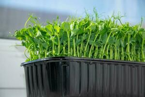 zoet erwten. microgreens voor Koken Aan een blauw wazig achtergrond. groeit spruiten. de concept van gezond, eetpatroon voedsel. foto