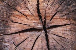 de achtergrondstructuur van de gekapte boom foto