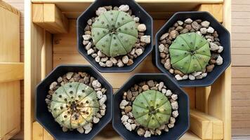 top visie van vier klein cactus met grind in zwart bloem pot Aan houten doos. natuurlijk fabriek en groei concept foto