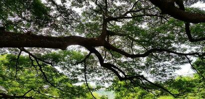 mooi groot boom Afdeling van reusachtig aap peul boom met groen bladeren voor achtergrond. schoonheid van natuur, fabriek groeit en natuurlijk behang concept foto