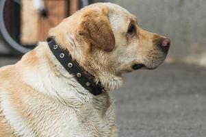 labrador retriever ligt op de stoep foto