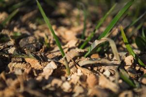 eerste groene gras groeit uit de grond foto