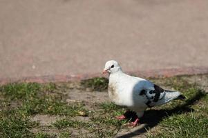 witte duif op het gras foto