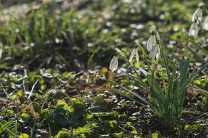 witte sneeuwklokjes close-up met onscherpe achtergrond foto