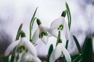 witte sneeuwklokjes close-up met onscherpe achtergrond foto