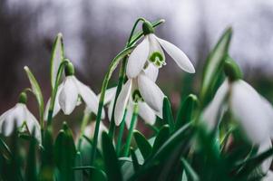 witte sneeuwklokjes close-up met onscherpe achtergrond foto