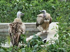 de vorstelijk aanwezigheid van gier vogelstand foto