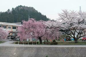 takayama, Japan - april 5, 2023 sakura kers bloesems bloeiend Aan langs de weg foto