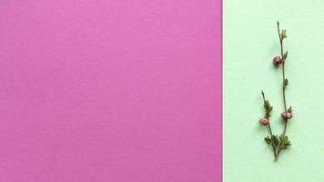 minimalistische takken met bladeren en bessen op groene en roze kleur achtergrond van pastel textuur papier eenvoudig plat leggen met kopie ruimte floral concept stock foto