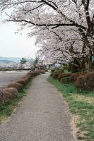 takayama, Japan - april 5, 2023 sakura kers bloesems bloeiend in takayama, Japan foto