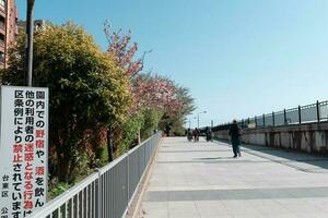 Tokio, Japan - april 9, 2023 mensen genieten wandelen Bij sumida reiver wandelen foto