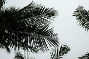 tropisch palm blad geïsoleerd Aan wit achtergrond. silhoutte van palm boom. abstract natuur patroon foto