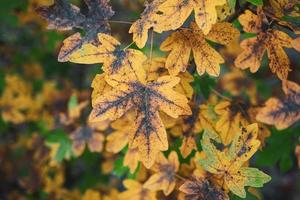 gele boombladeren in de herfstseizoen foto