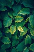 groene plant bladeren in de natuur groene achtergrond foto