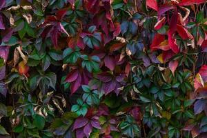kleurrijke blad textuur foto