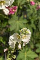 hibiscus of andere veldbloemen schoonheid in de natuur foto