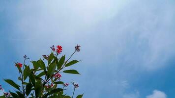 de lief asoka bloesem is gevangen genomen tegen een Doorzichtig blauw lucht. foto