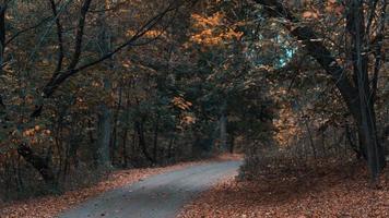 herfst bosweg foto