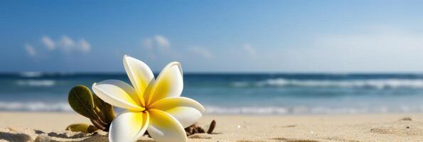 plumeria frangipani Aan tropisch zee en strand blauw lucht achtergrond, zomer feestelijk tijd. generatief ai foto