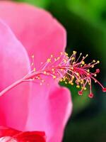 dichtbij omhoog, macro fotografie van planten, bloemen foto