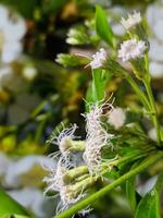 dichtbij omhoog, macro fotografie van planten, bloemen foto