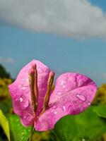 dichtbij omhoog, macro fotografie van planten, bloemen foto