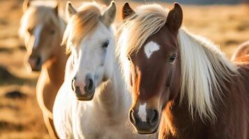 de IJslands paard mei worden een ras van paard gemaakt in IJsland. detailopname IJslands rossen. creatief hulpbron, ai gegenereerd foto