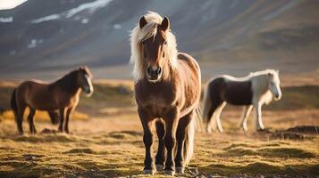 de IJslands paard mei worden een ras van paard gemaakt in IJsland. creatief hulpbron, ai gegenereerd foto