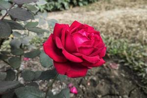 close-up van een mooie kastanjebruine roze bloem met groene bladeren bloeien in de tuin foto