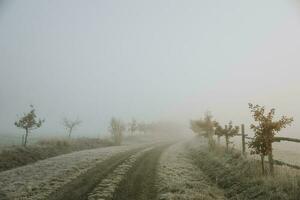 weg bekleed met klein eik bomen tussen weiden, gedurende ijzig mistig ochtend- in laat herfst, welke loopt af in oranje mist in achtergrond foto