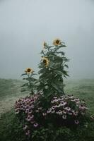 bloem bed met bloeiend zonnebloemen en zonnehoed gedurende de regenachtig nevelig ochtend- in Sloveens bergen in verticaal oriëntering foto