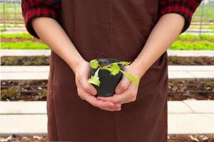 vrouw handen met een plant zaailing voor het kweken op het groentebed in de farm