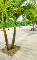 tropisch natuurlijk palm boom palmen blauw lucht in Mexico. foto