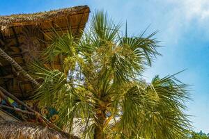 tropisch natuurlijk palm boom palmen blauw lucht in Mexico. foto