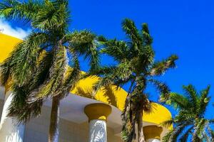 tropisch natuurlijk palm boom palmen blauw lucht in Mexico. foto