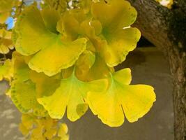 helder geel vers ginkgo bladeren takken natuurlijk achtergrond, geneeskrachtig biologisch fabriek dichtbij omhoog, selectief focus, milieuvriendelijk milieu concept foto