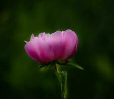 roze pioen in de tuin Aan een groen achtergrond. foto