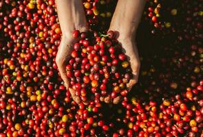 hand- Holding droog bessen koffie bonen foto