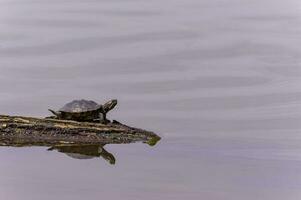 schildpad koestert zich in de zon Aan een log in meer water foto