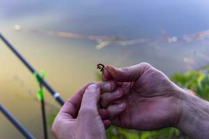 een kan van Californië worm voor vissen. onderwerpen aas voor vangen karper, baars, karper, aal, kakkerlak, kil, crucian karper, voorn, brasem. Californië visvangst worm foto