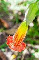 rood engelen trompet bloem en fabriek. Brugmansia optimistisch foto