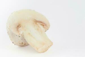 vers geoogst paddestoel geïsoleerd Aan wit achtergrond. agaricus bisporus foto