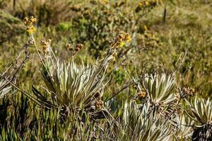 frailejones en typisch vegetatie van de paramo gebieden in Colombia foto