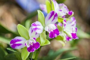 orchidee behoren naar cattleya geslacht. Colombiaanse bloemen foto