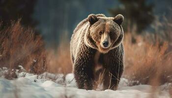 majestueus grizzly beer wandelen in besneeuwd wildernis gegenereerd door ai foto