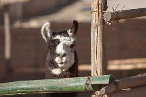 lama kijkt recht in de camera foto